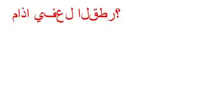 ماذا يفعل القطر؟